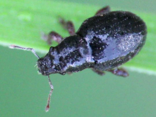 Strophosoma capitatum