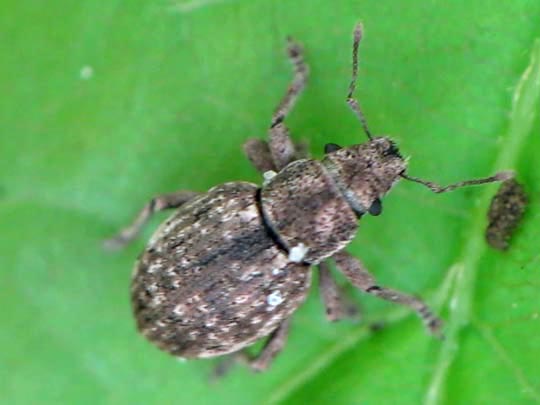 Strophosoma capitatum