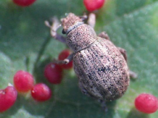 Strophosoma capitatum