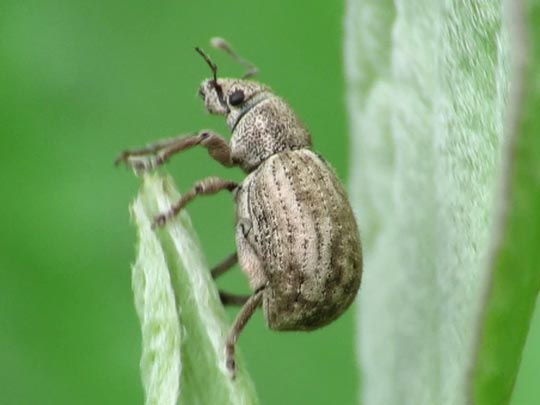 Strophosoma capitatum
