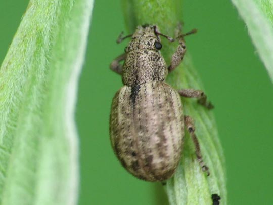 Strophosoma capitatum