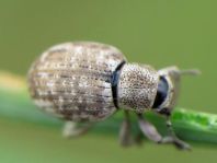 Strophosoma capitatum
