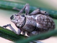Strophosoma capitatum