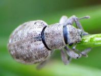 Strophosoma capitatum