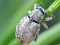 Strophosoma capitatum