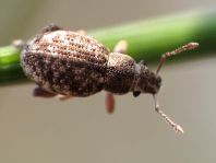 Strophosoma capitatum