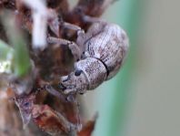 Strophosoma capitatum