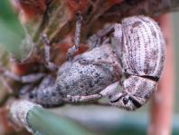 Strophosoma capitatum