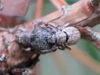 Strophosoma capitatum