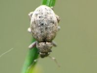 Strophosoma capitatum