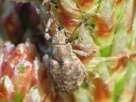 Strophosoma capitatum