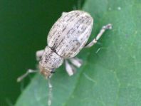 Strophosoma capitatum