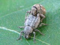 Strophosoma capitatum