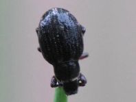 Strophosoma sp.