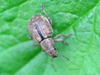 Strophosoma melanogrammum, Schwarzfleckiger Kranzrüssler