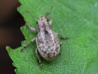 Strophosoma cf. capitatum