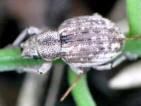 Strophosoma capitatum
