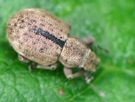 Strophosoma melanogrammum, Schwarzfleckiger Kranzrüssler
