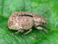 Strophosoma melanogrammum, Schwarzfleckiger Kranzrüssler
