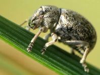 Strophosoma capitatum