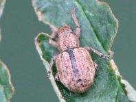 Strophosoma melanogrammum, Schwarzfleckiger Kranzrüssler