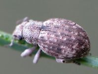 Strophosoma capitatum