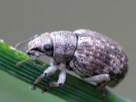 Strophosoma capitatum