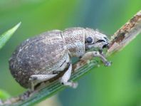 Strophosoma capitatum