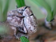Strophosoma capitatum