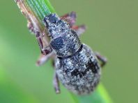 Strophosoma capitatum