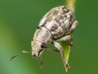 Strophosoma capitatum