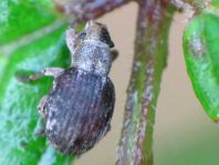 Strophosoma capitatum