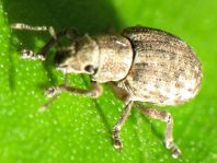 Strophosoma capitatum