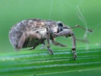 Strophosoma capitatum