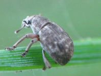 Strophosoma capitatum