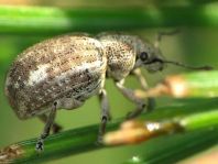 Strophosoma capitatum