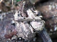 Strophosoma capitatum