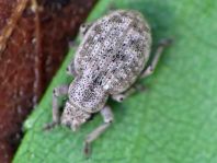 Strophosoma capitatum