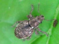 Strophosoma capitatum
