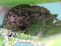 Strophosoma capitatum