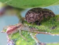 Strophosoma capitatum