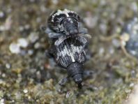 Tachyerges salicis