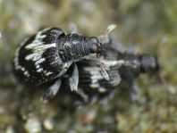 Tachyerges salicis