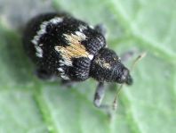 Tachyerges salicis