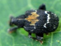 Tachyerges rufitarsis