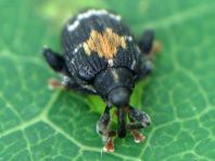 Tachyerges rufitarsis