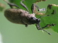 Tanymecus palliatus