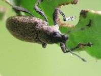 Tanymecus palliatus