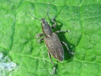 Tanymecus palliatus