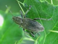 Tanymecus palliatus